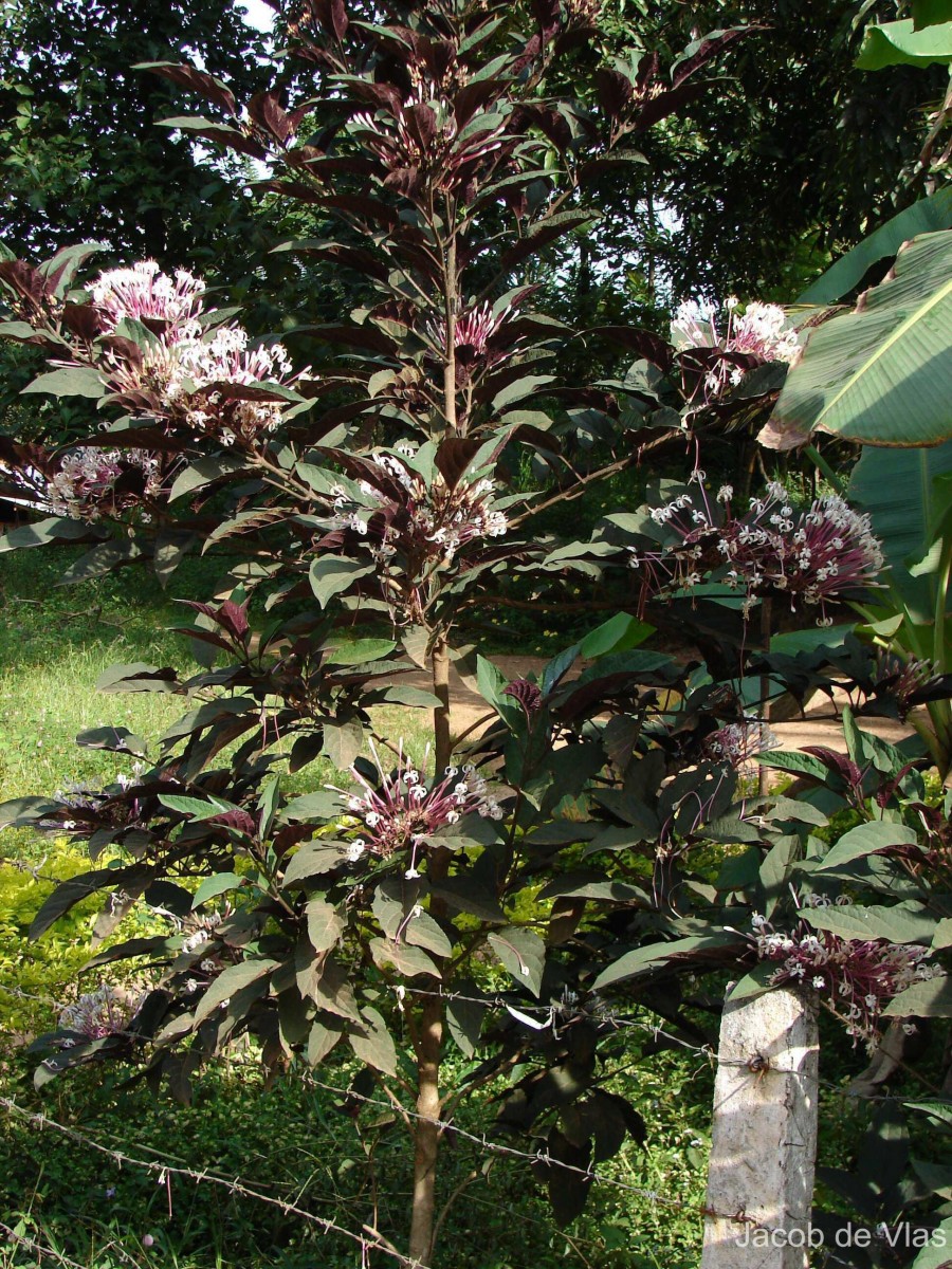 Clerodendrum quadriloculare (Blanco) Merr.
